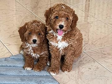 Cuccioli barboncino nano