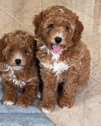 Cuccioli barboncino nano