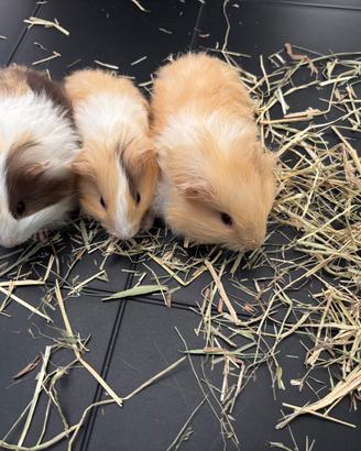 Porcellini d'india razza Silkie