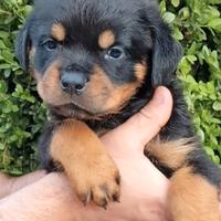 Cuccioli Rottweiler