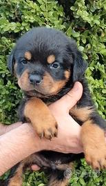 Cuccioli Rottweiler