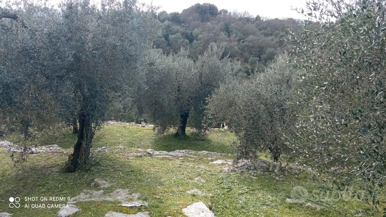 terreno uliveto - Vista 5
