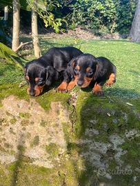 Bassotti Nani Nero-Focato cuccioli