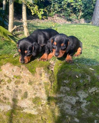 Bassotti Nani Nero-Focato cuccioli
