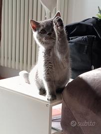 British shorthair blue