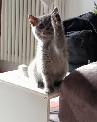 British shorthair blue