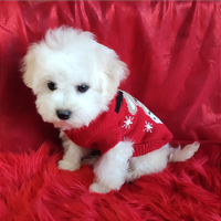 Cuccioli Bichon Frisè TOP Genitori con Pedigree