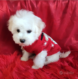 Cuccioli Bichon Frisè TOP Genitori con Pedigree
