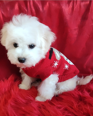 Cuccioli Bichon Frisè TOP Genitori con Pedigree