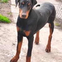 Cucciolone di Dobermann
