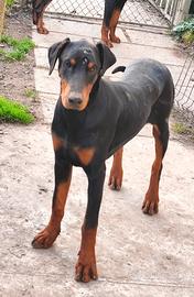 Cucciolone di Dobermann