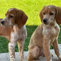 Disponibili cuccioli di Breton