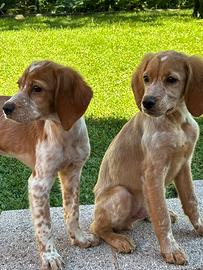 Disponibili cuccioli di Breton