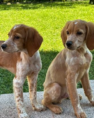Disponibili cuccioli di Breton