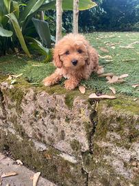 Maschietto di Maltipoo