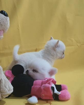 Chihuahua Toy a pelo lungo