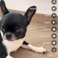 Femmina fi chihuahua adulta, con pedigree