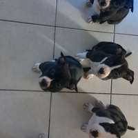 Cuccioli amstaff