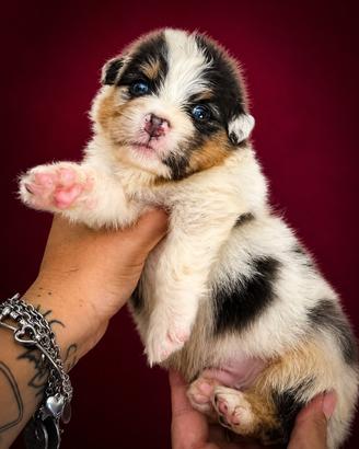 Blue merle pastore australiano