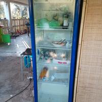 frigo 