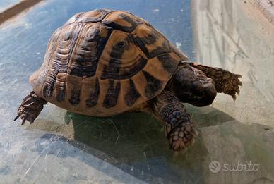 Tartaruga