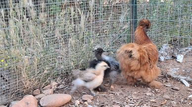 Pulcini di gallina Moroseta