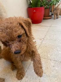 Cucciolo barboncino nano