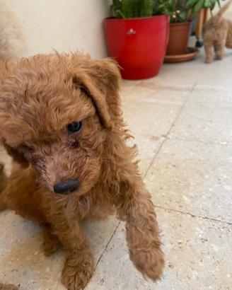 Cucciolo barboncino nano
