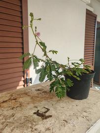 Piantina Mimosa pudica