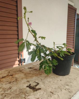 Piantina Mimosa pudica