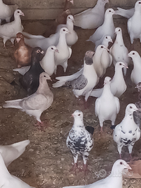 Colombi viaggiatori bianchi