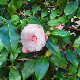 Camelia Japonica