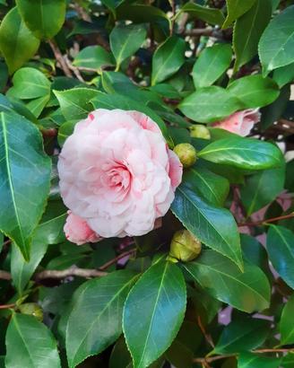 Camelia Japonica