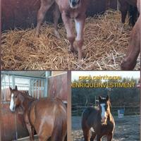 Puledra quarter x paint