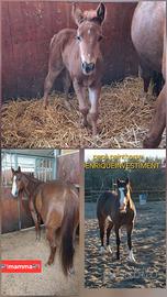 Puledra quarter x paint