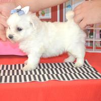 Allevamento ITALIANO maltese MINI