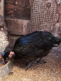 Coppia australorp/collo nudo