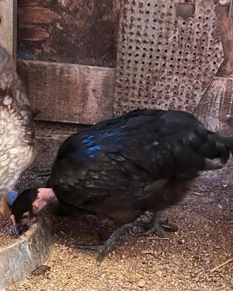 Coppia australorp/collo nudo