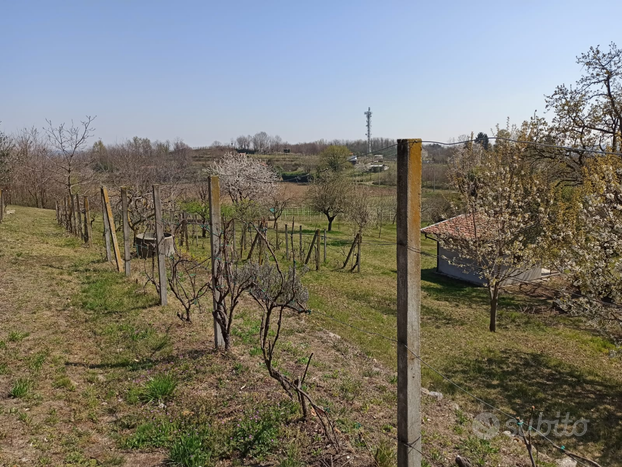 Vigna in zona collinare