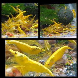 Caridine/ Gamberetti acqua dolce Yellow fire