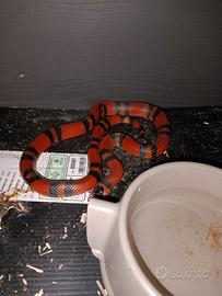 Serpente corallo sinaloe
