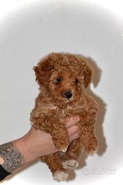 Cuccioli barboncini toy