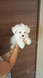 Cuccioli di maltese