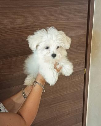 Cuccioli di maltese