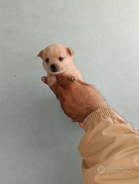 Cuccioli di Chihuahua
