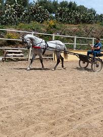 Andaluso grigio