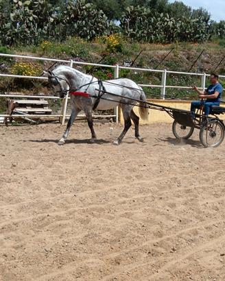 Andaluso grigio