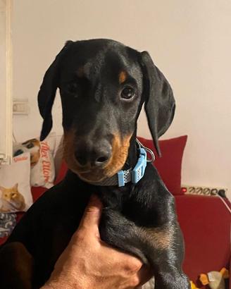 Cucciolo dobermann
