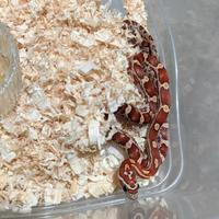 Serpente del grano