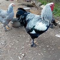 Gallo brahma argento